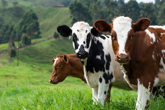 Soñar con vacas: Una interpretación actual