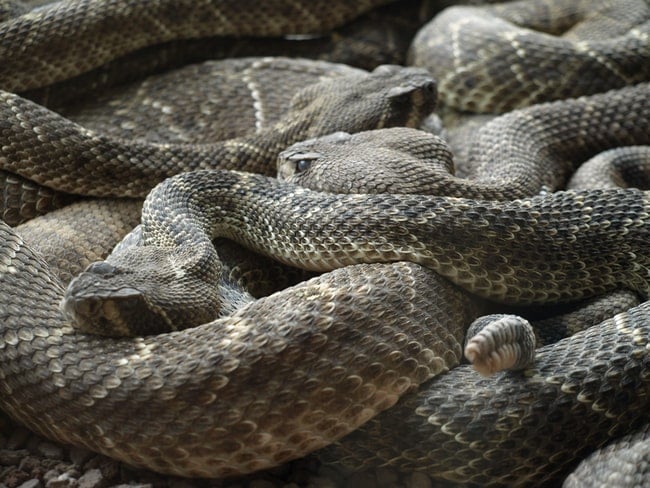 Soñar con muchas serpientes juntas, ¿Qué significa?