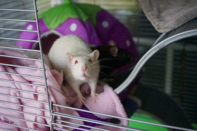 ¿Qué significa soñar con ratones blancos?