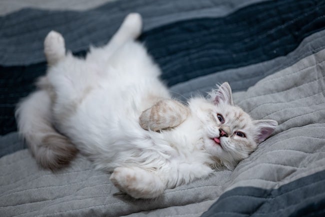 ¿Qué significa soñar con un gato blanco?