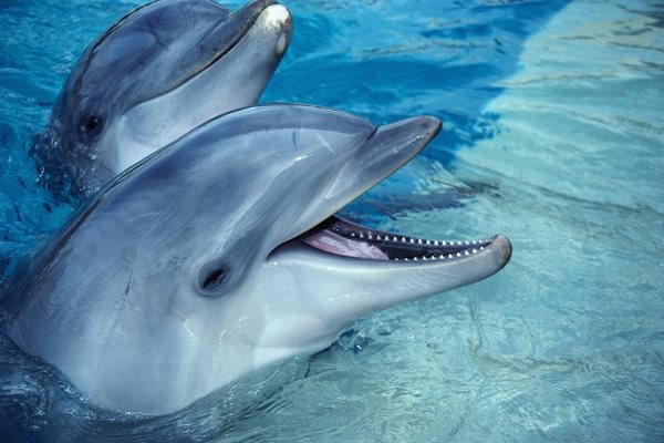 Simbología del delfín