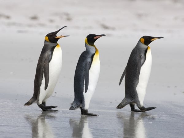 Simbología de los pingüinos