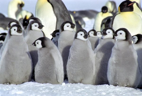 pinguinos2