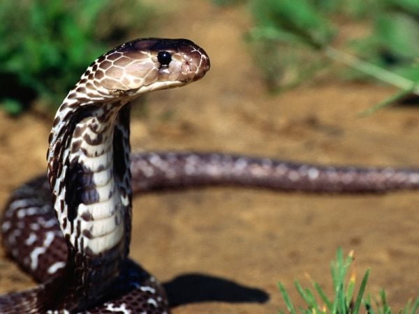Simbología de la serpiente