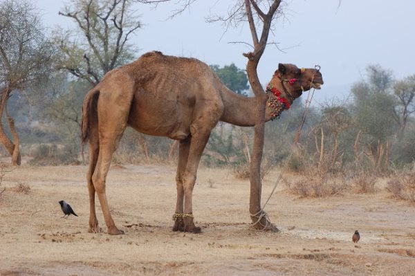 Simbología del camello