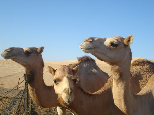 camello2