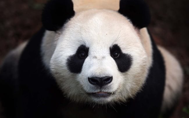 Simbología del Oso Panda