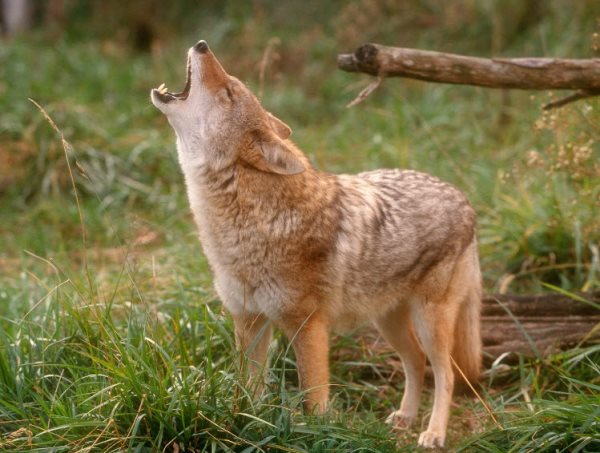 Simbología del Coyote