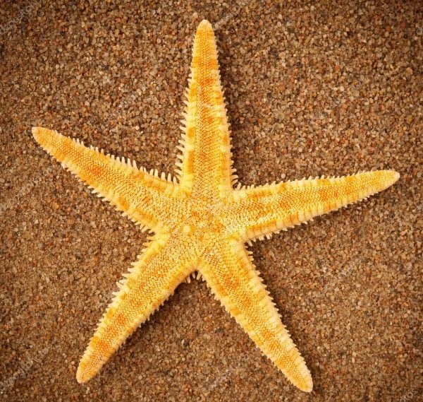 Simbología de la Estrella de Mar