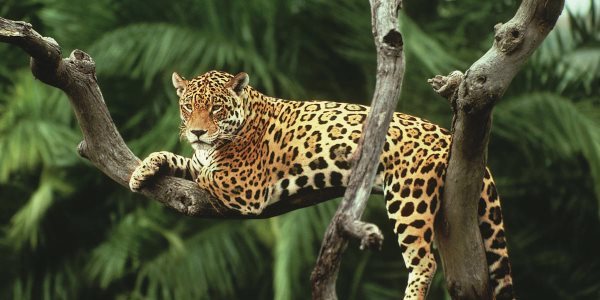 Simbología del Jaguar