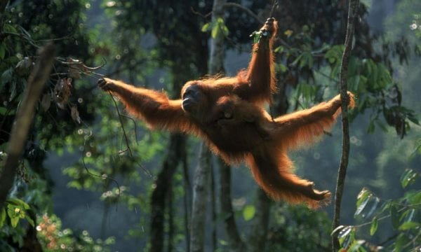 Simbología del Orangután