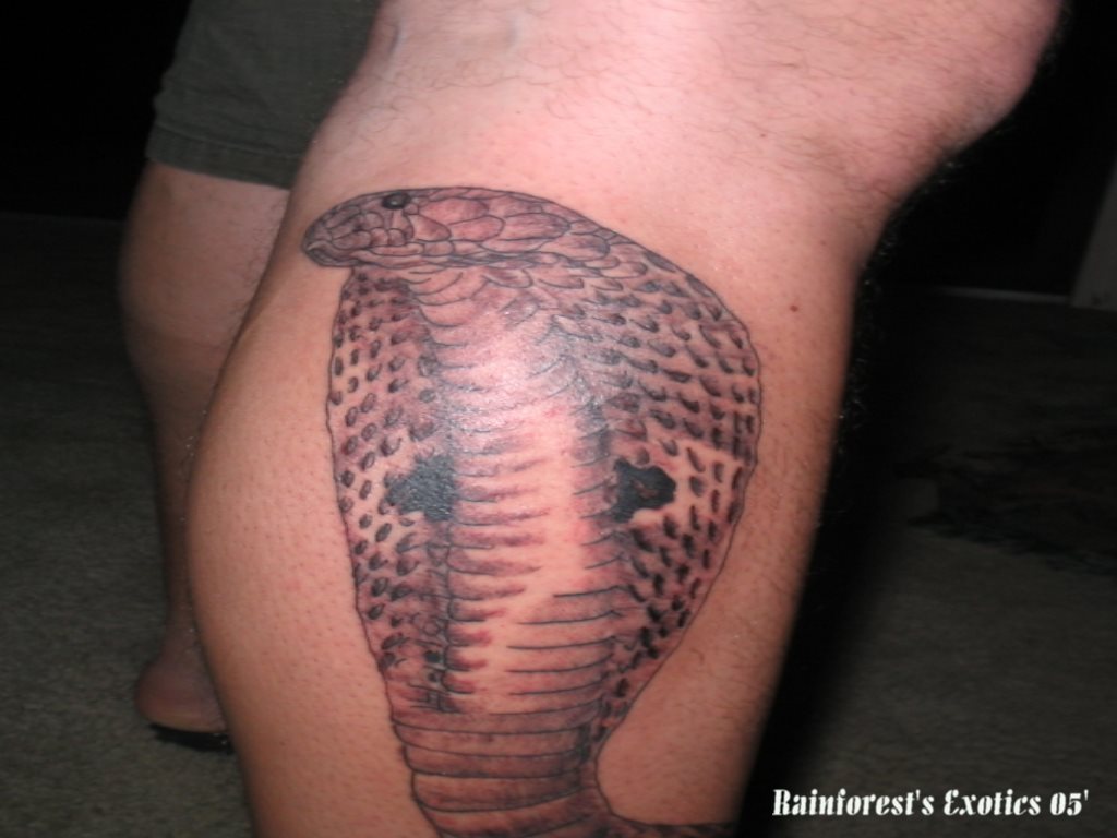 tatuaje animal 173