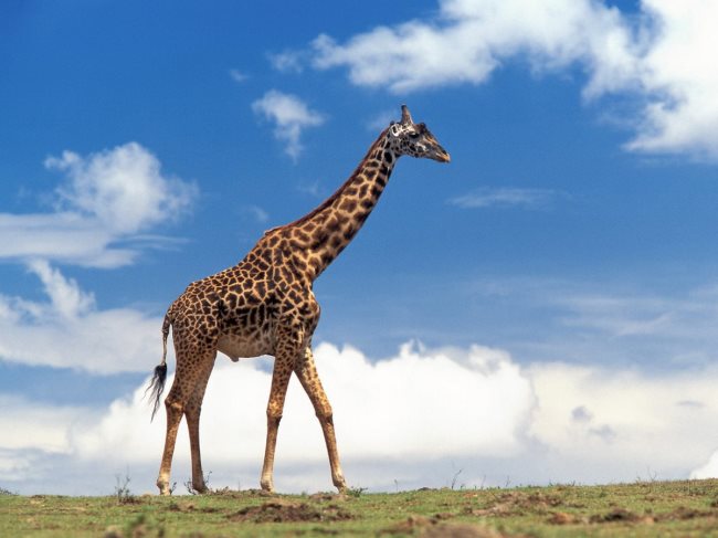 Existen cuatro especies de jirafas en la Tierra, y no sólo una