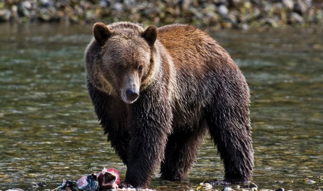 ¿Cuál es la simbolismo y significado del oso?
