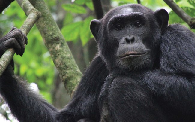 Simbología del Chimpancé