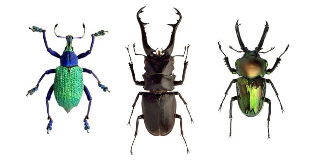 Soñar con insectos: Interpretación de más de 60 especies