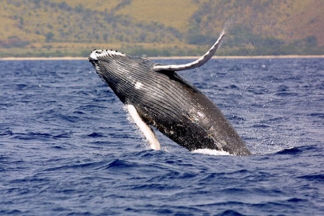 Simbología de la ballena