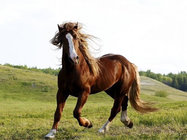 caballo1