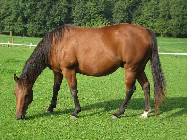 caballo2